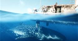 The visit of the whale shark